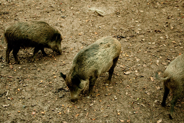 zoo wiesbaden