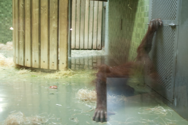 berlin orang utan