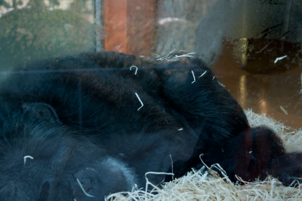 zoo karlsruhe