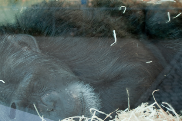 zoo karlsruhe